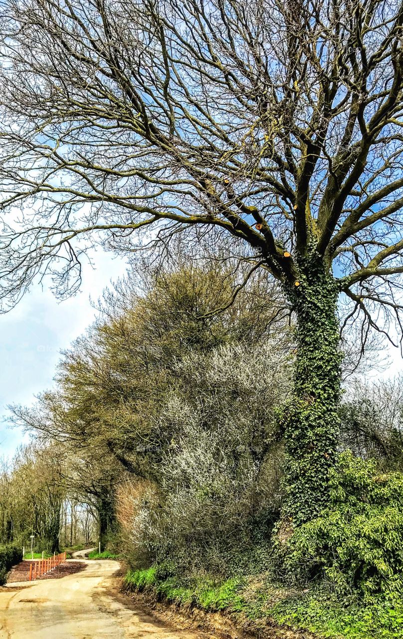 Majestic Tree in early spring 