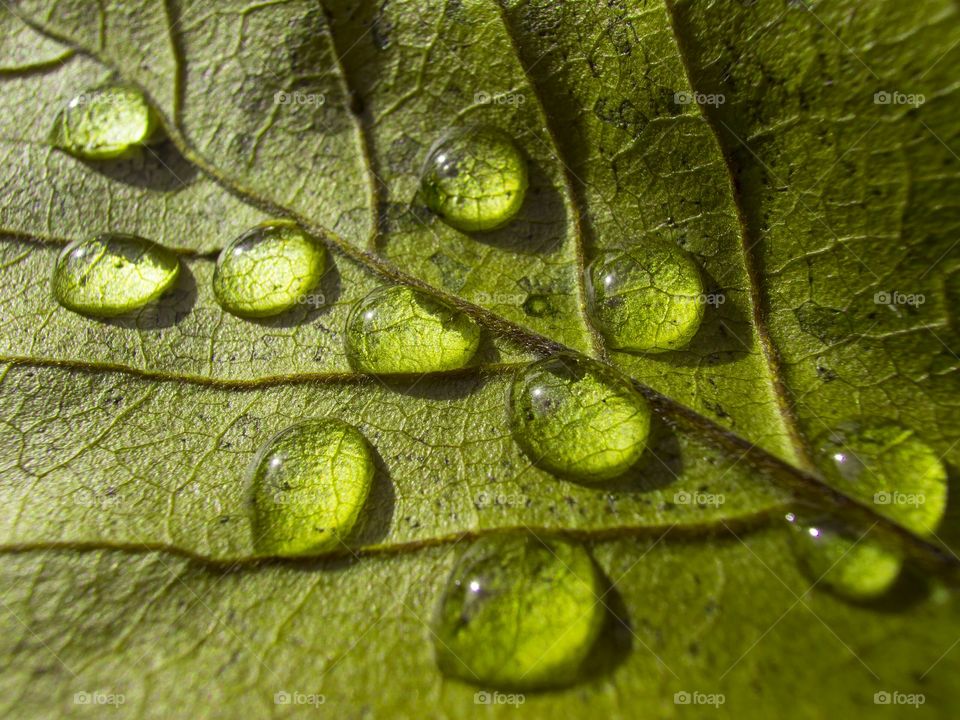 Dewdrops on a leaf. Dewdrops on a leaf.