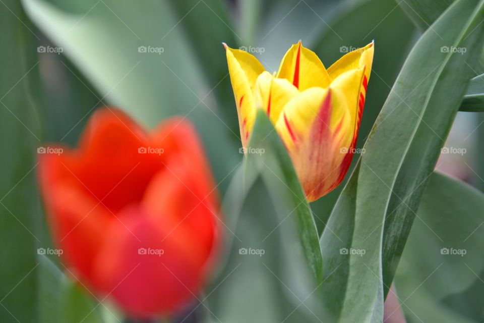tulip