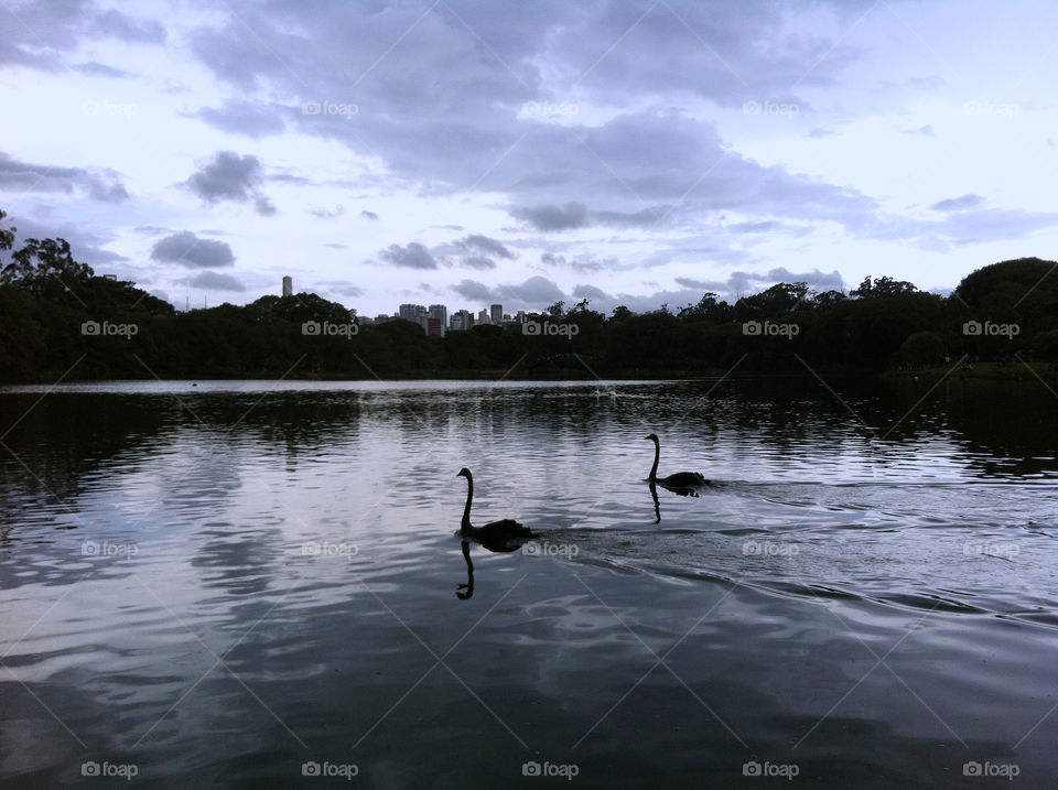 Dois cisnes no lago - Two swans at the lake