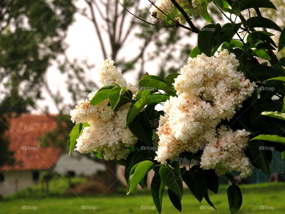 lilac in the village 