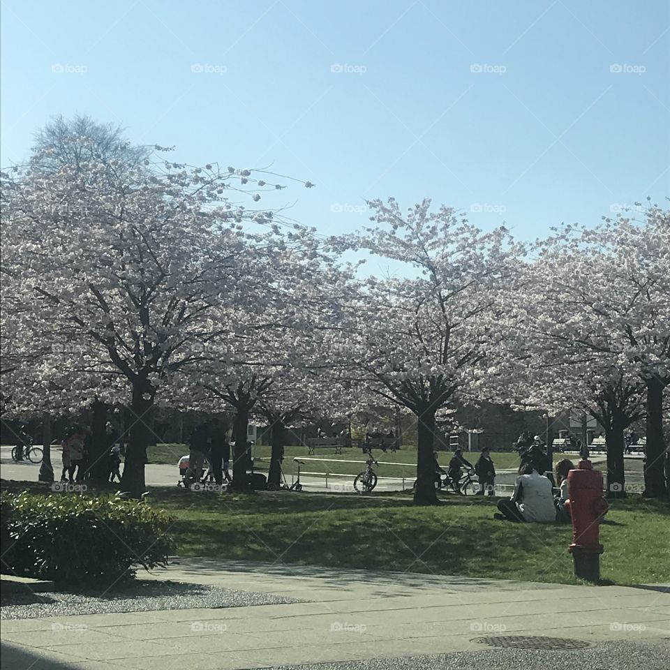 Cherry blossoms at bloom