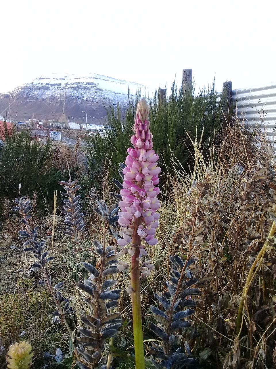 Color en pleno invierno