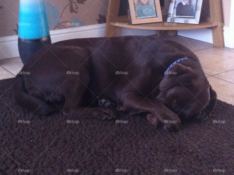 Alfie after his day out