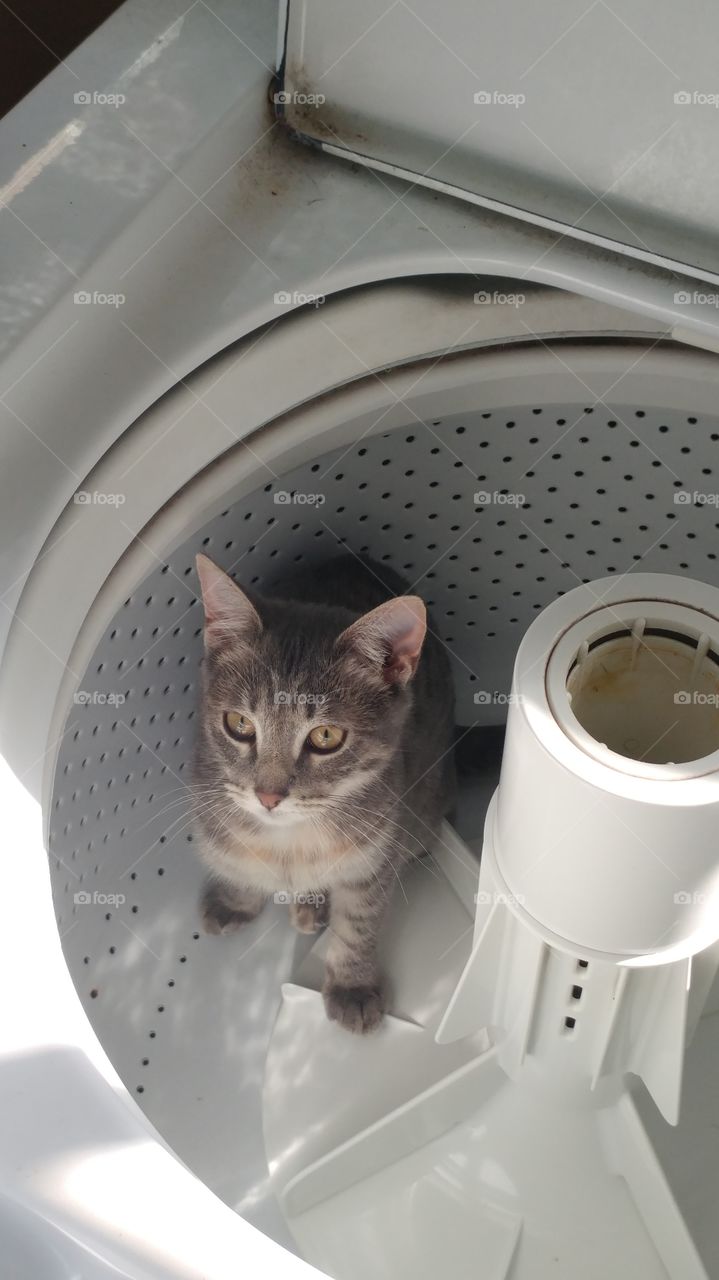 washing machine kitty