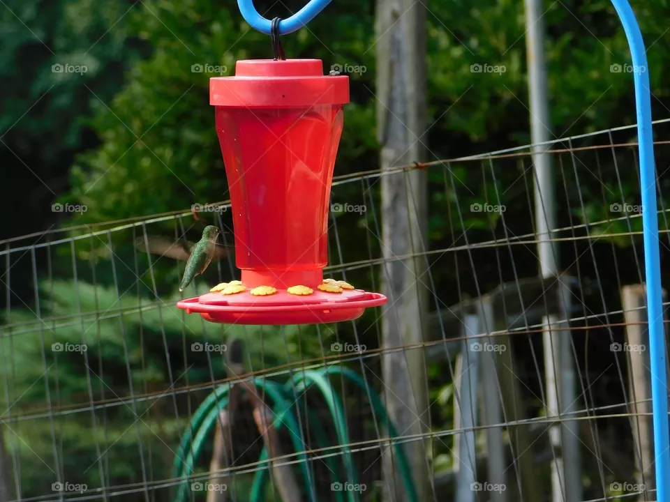 Hummingbird Drinking at Feeder