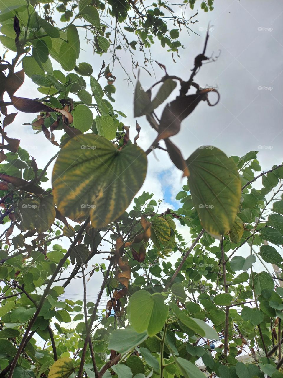 As folhas são órgãos  das plantas especializados na captação  de luz e trocas gasosas, com a atmosfera  para realizar a fotossíntese,  gutação  e respiração