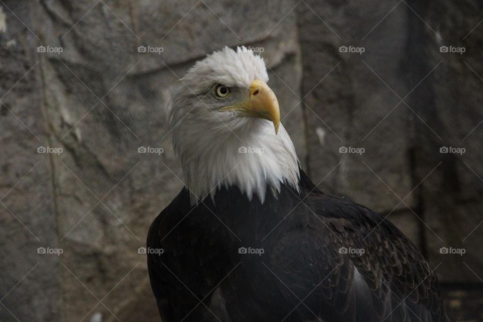 Eagle is a large powerful bird of prey.
