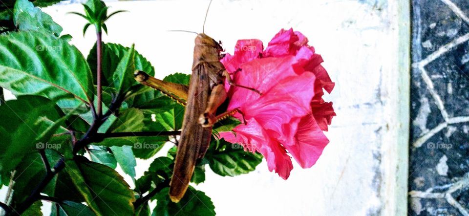 The grasshopper perched on the hibiscus flower.