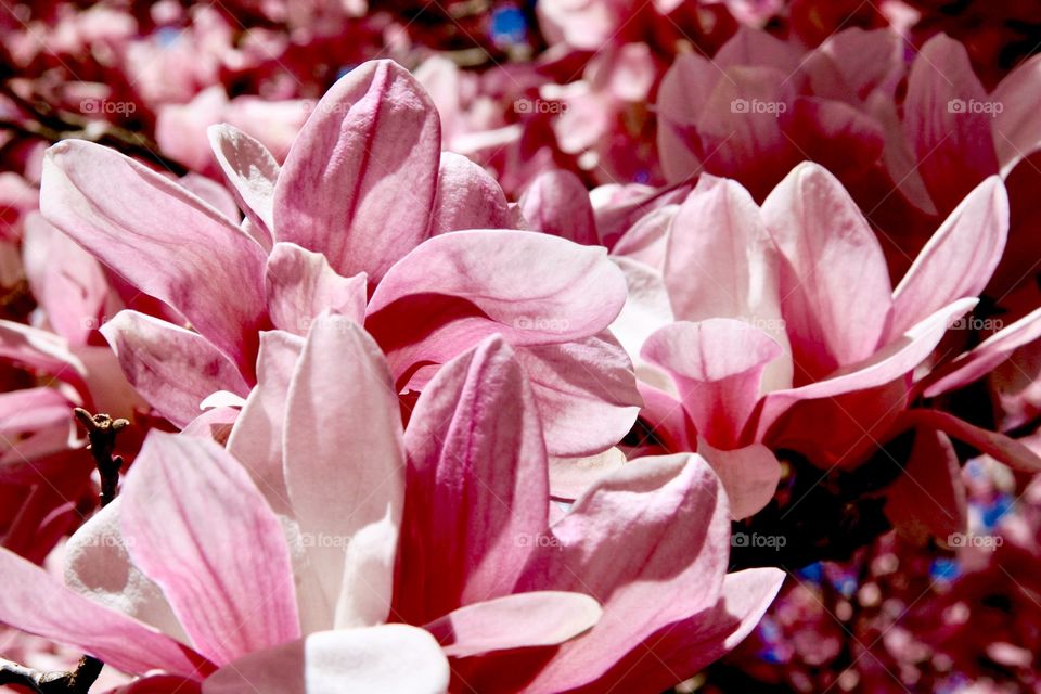 Flowers in pink 