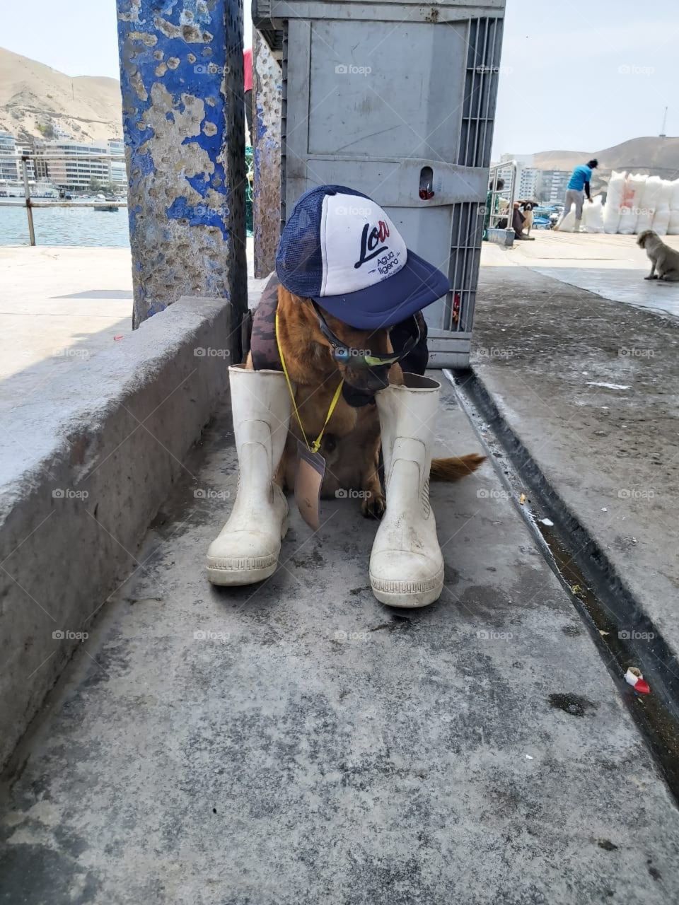 perro con estilo 🤣