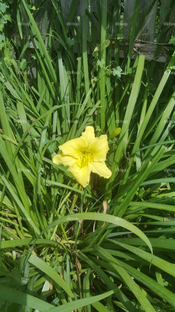 sunny yellow flower