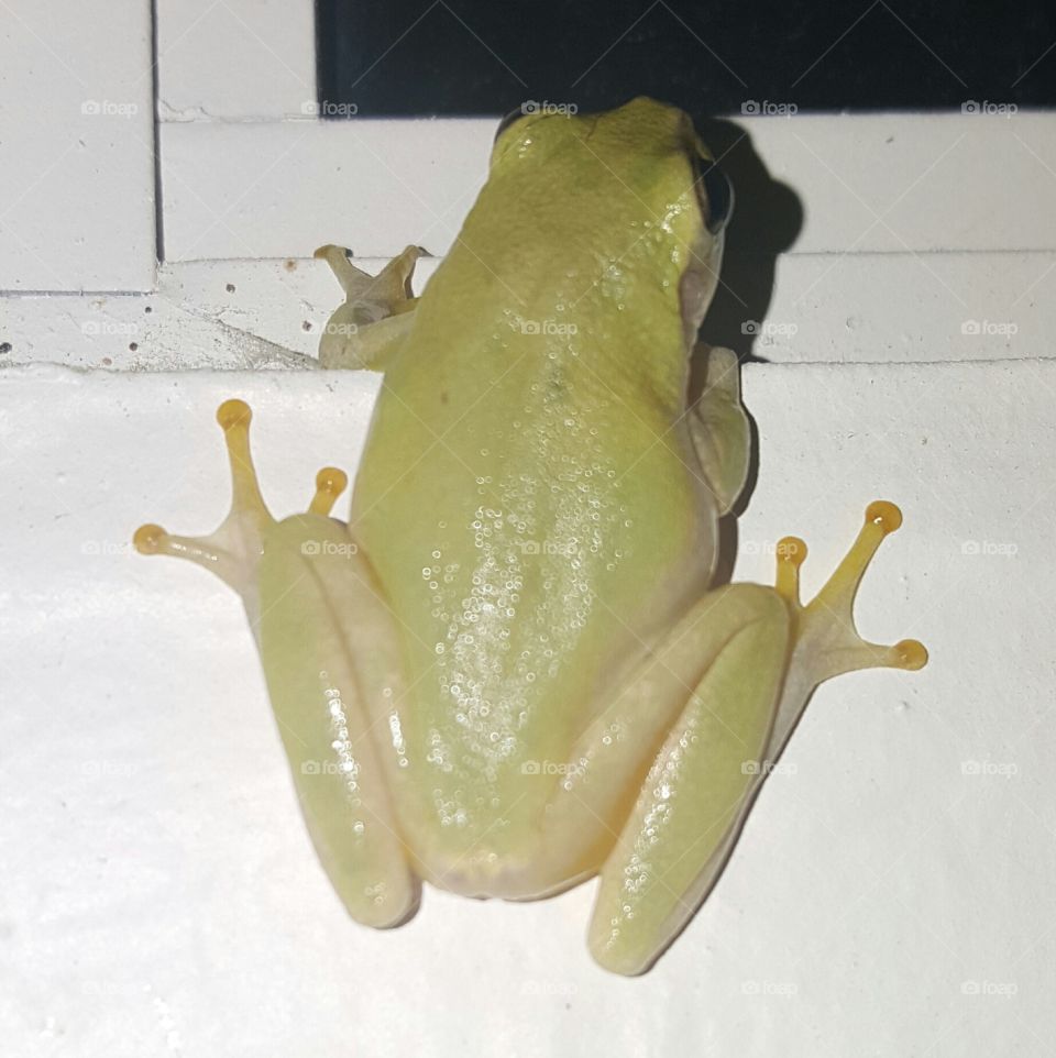 frog