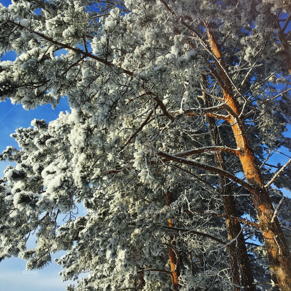 Snow on the tree. 