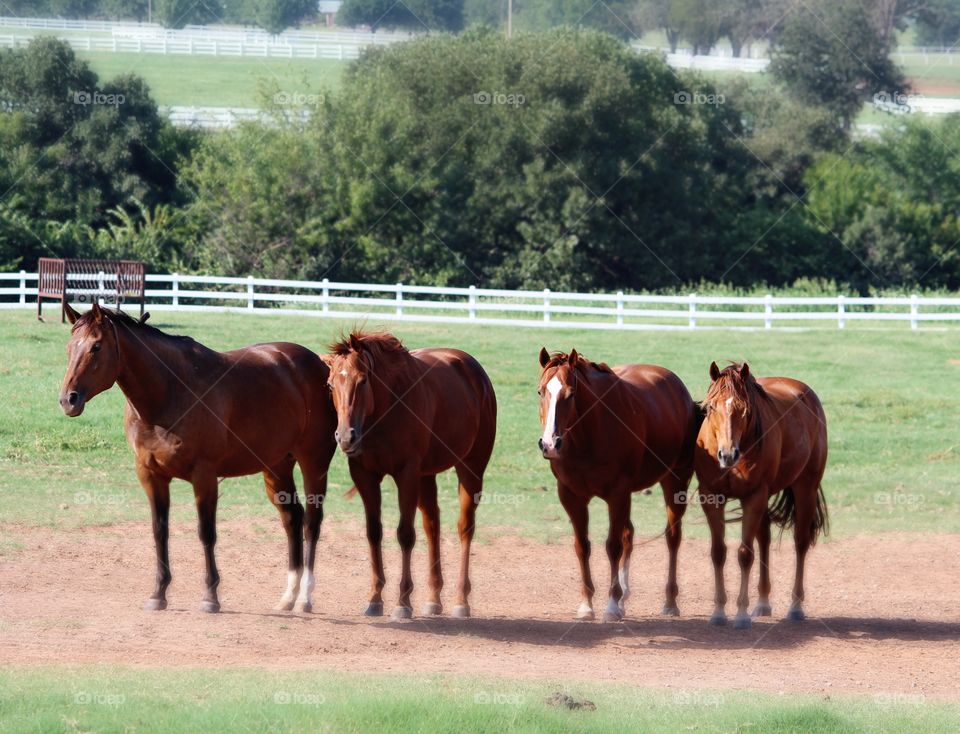 Four Quarter Horses in Pasture