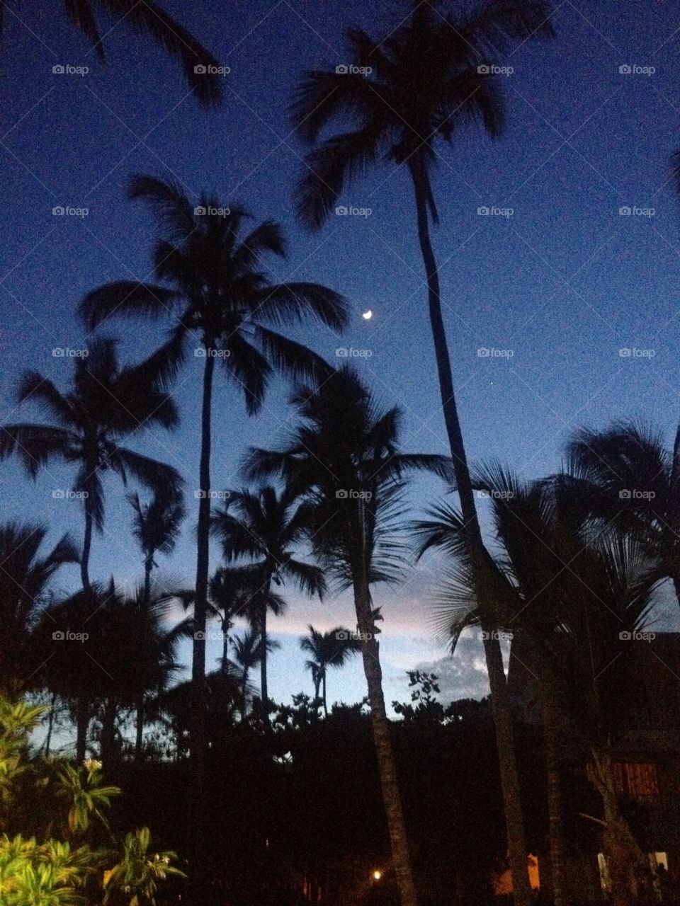 Palm trees by moonlight