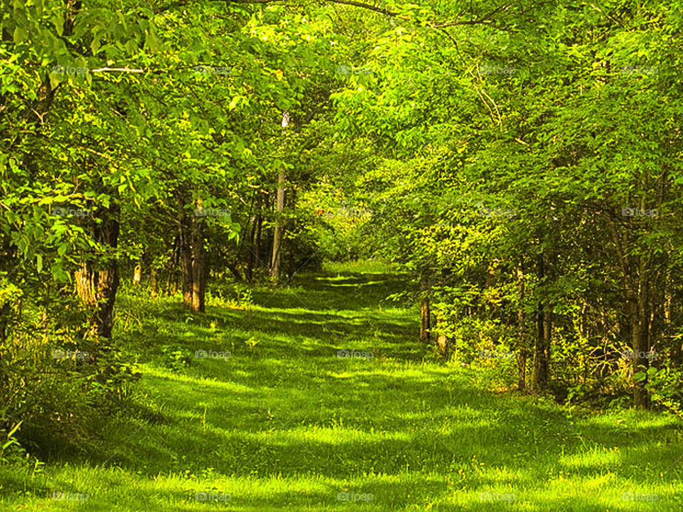 Path in the Greenery. A path cut through the forest