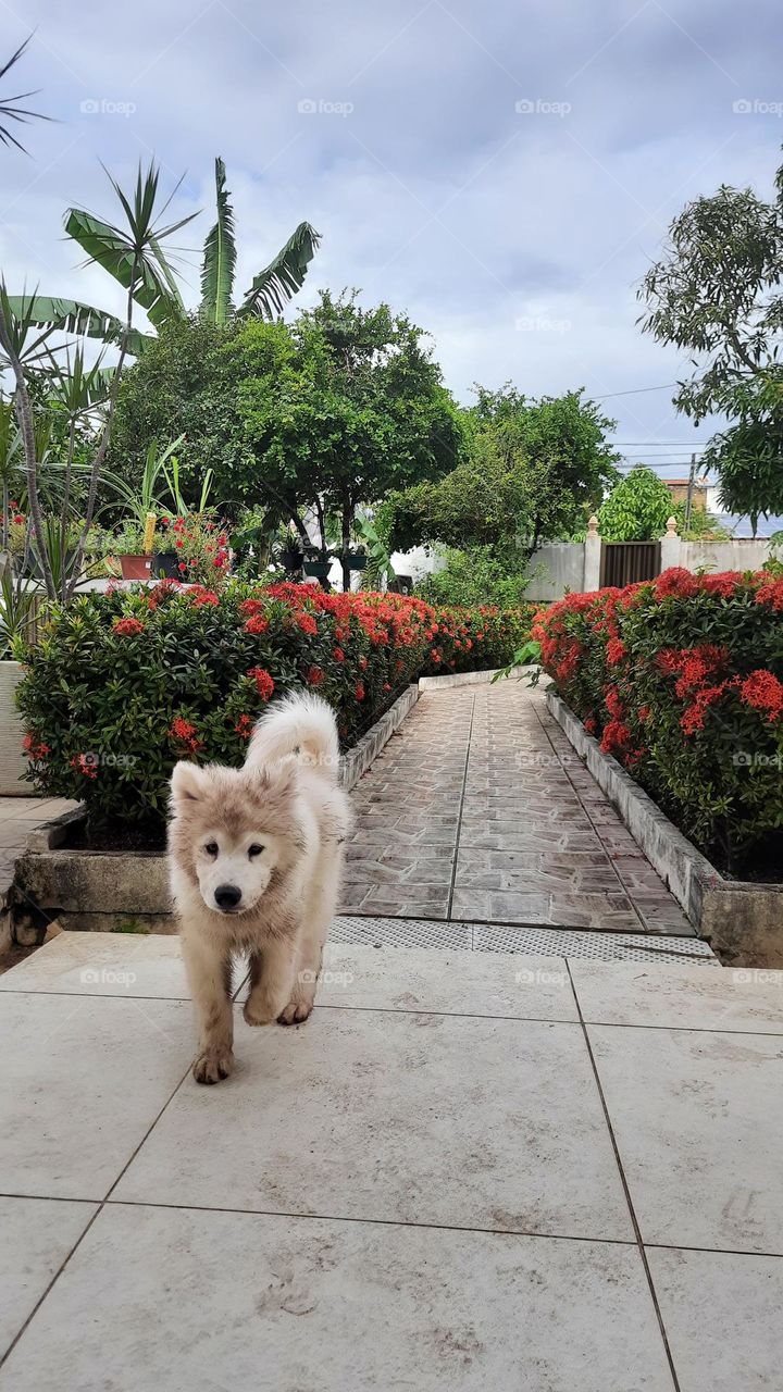 Polar no jardim encantado