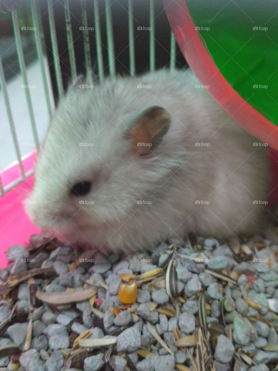 Hamster is animal in a family of a rodent.. is have a four leg and a tail with fur and a small body. they usually became a animal pet to people.. 