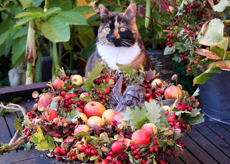 Autumn in the Garden . With my cat Coco 