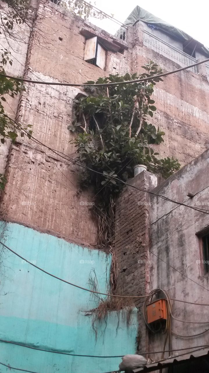 tree on wall. tree on a wall