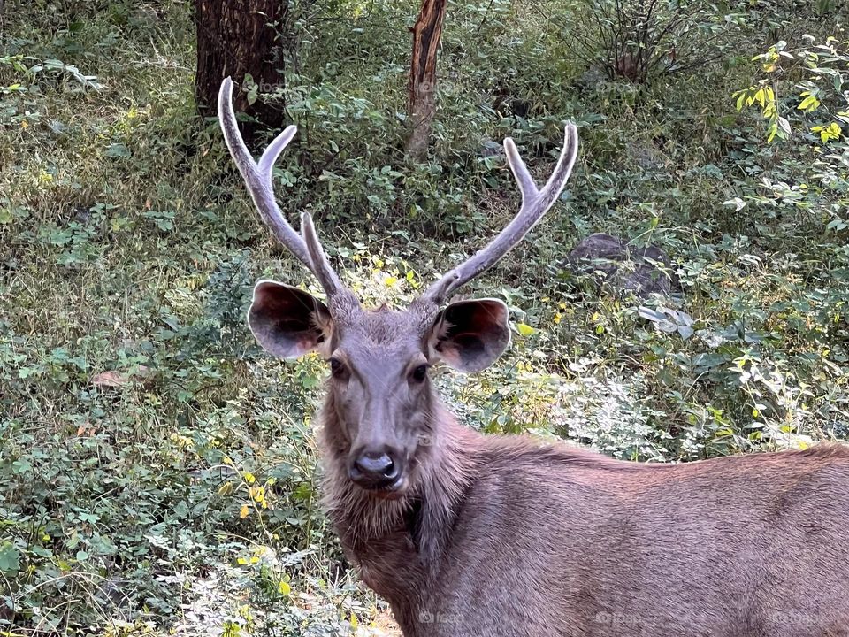 Sambar deer