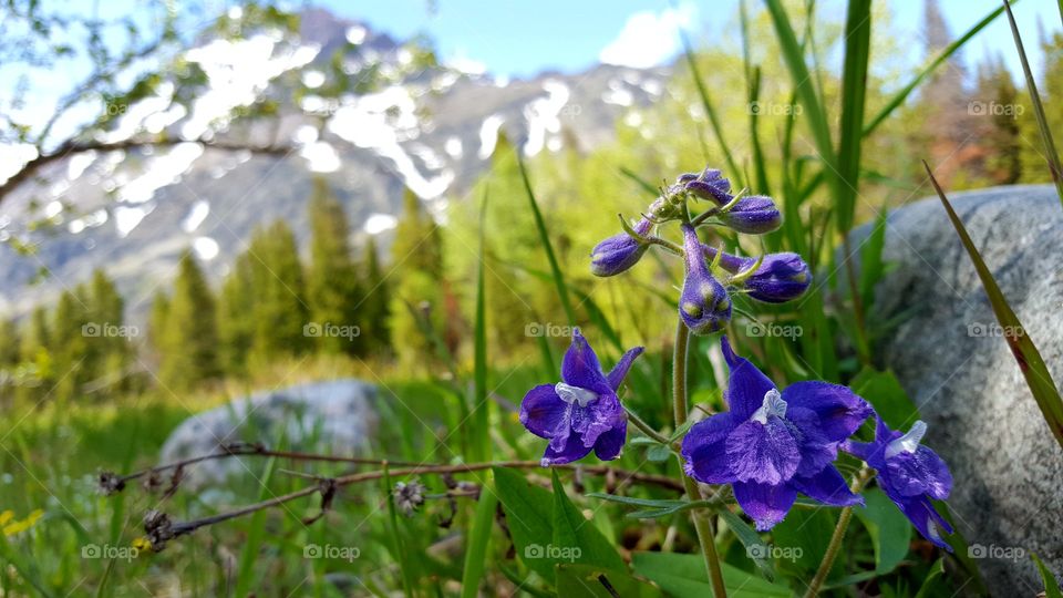 Purple Flower