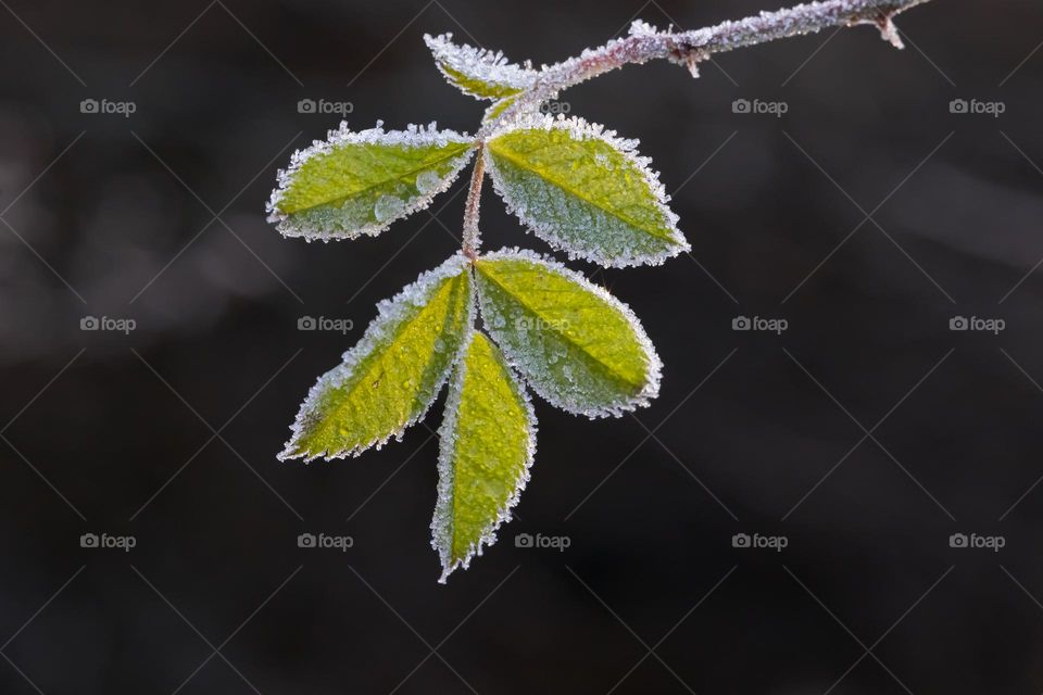 Closeup of green leaves in sunlight covered with beautiful white frost on a cold winter day 