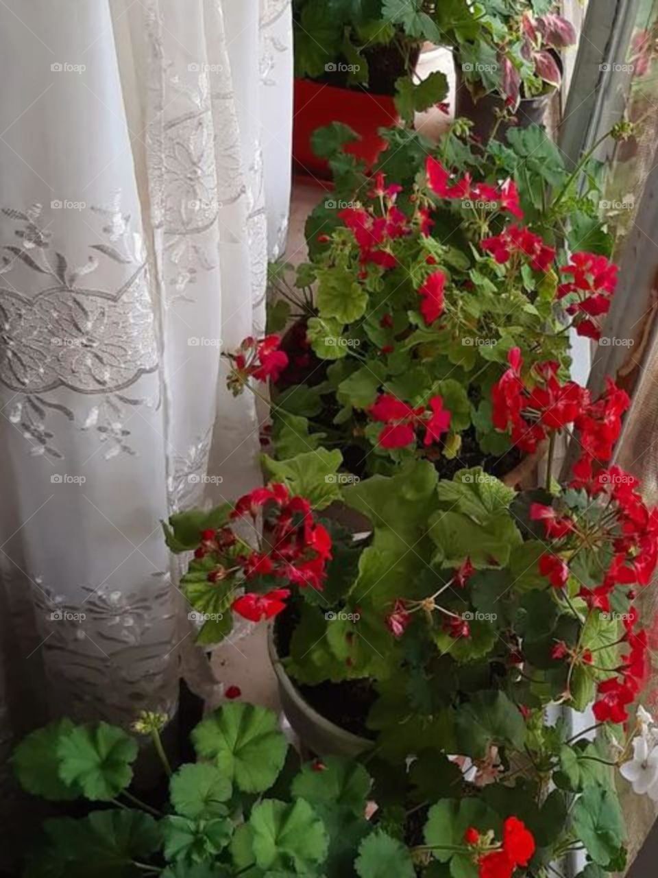 Magic of red geraniums