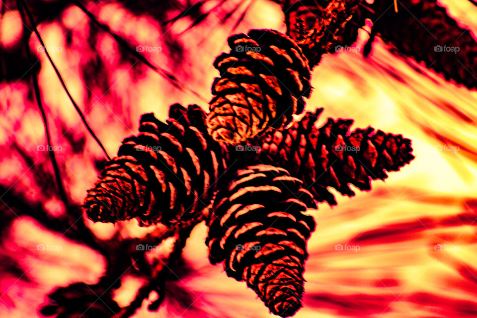 pinecone apocalypse