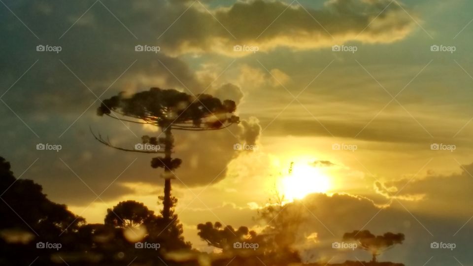 Araucária e o sol 