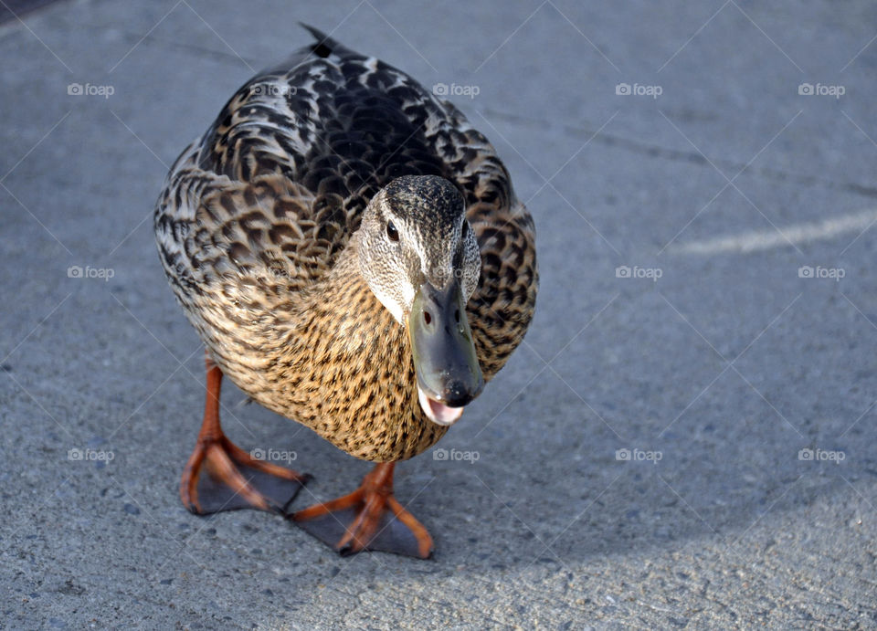 Female Mallard