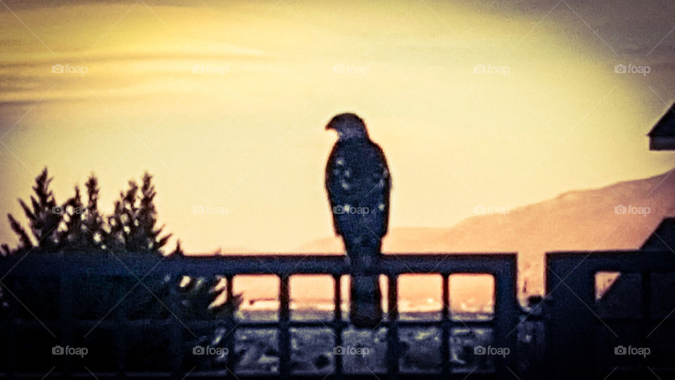 Hawk at Sunset