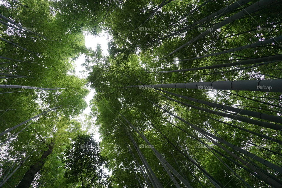 Bamboo forest in Kyoto