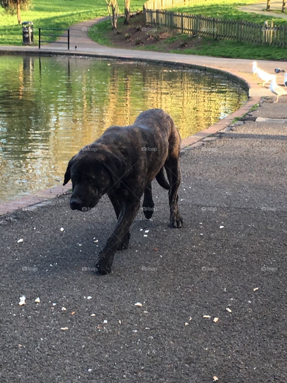 Dog in the park 
