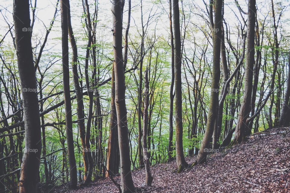 Tree, Wood, Landscape, Nature, No Person