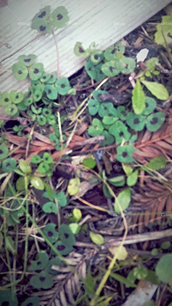 clovers with little black hearts