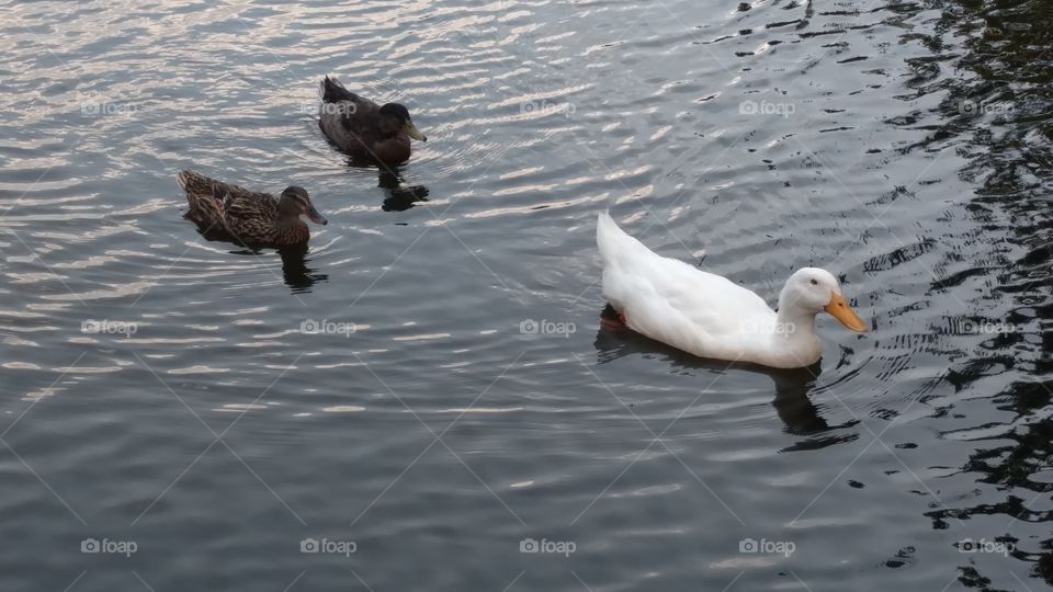 momma duck and her ducklings