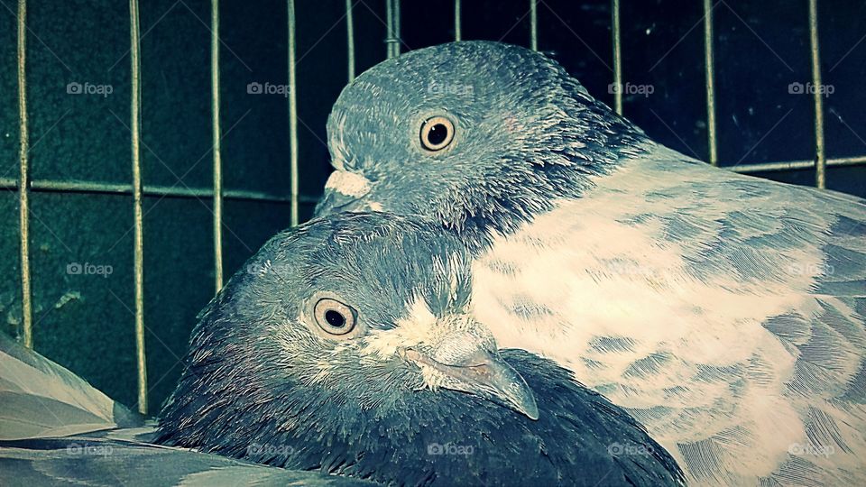 Pigeon luv