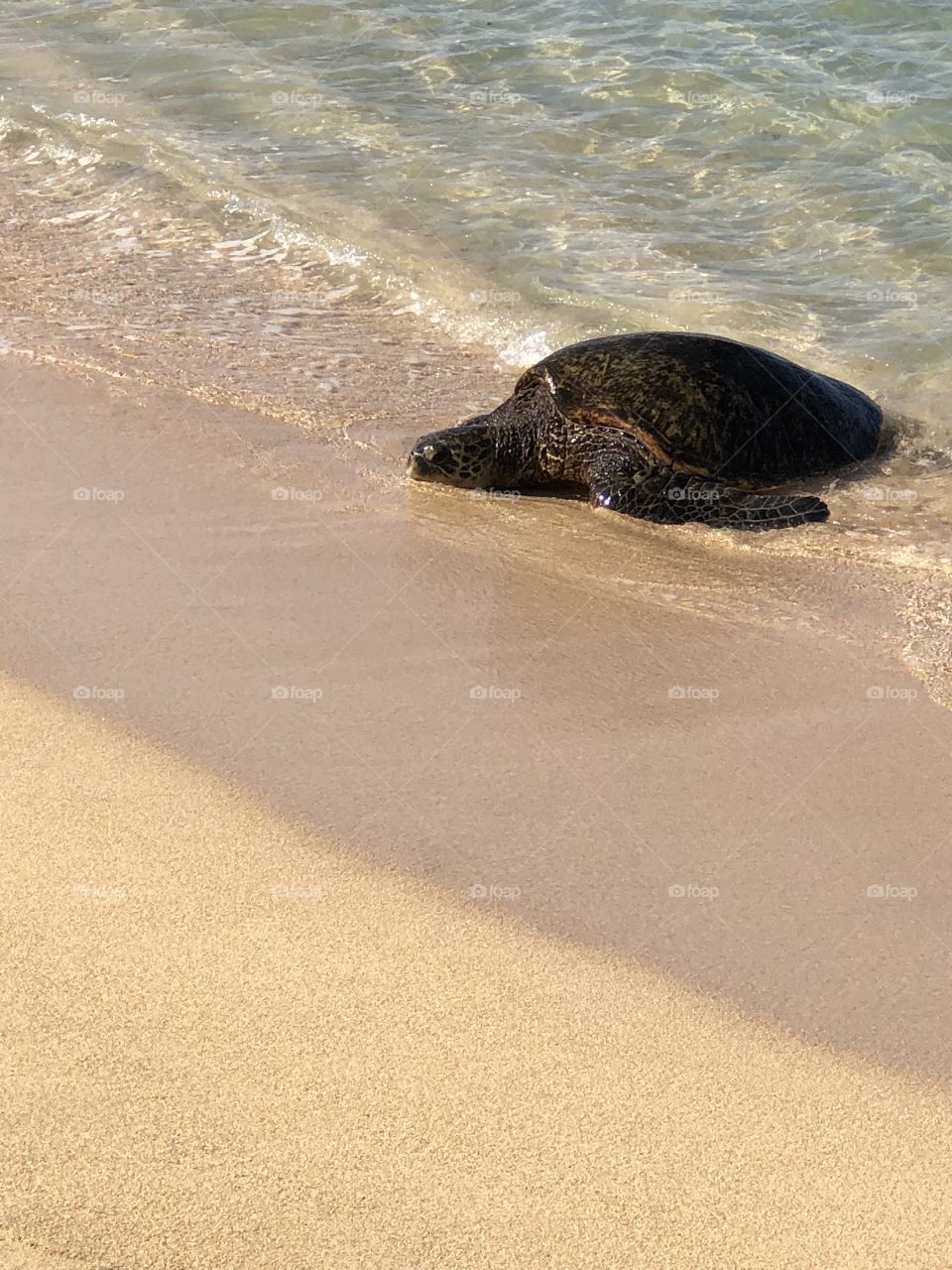 Sea Turtle coming out for some sun
