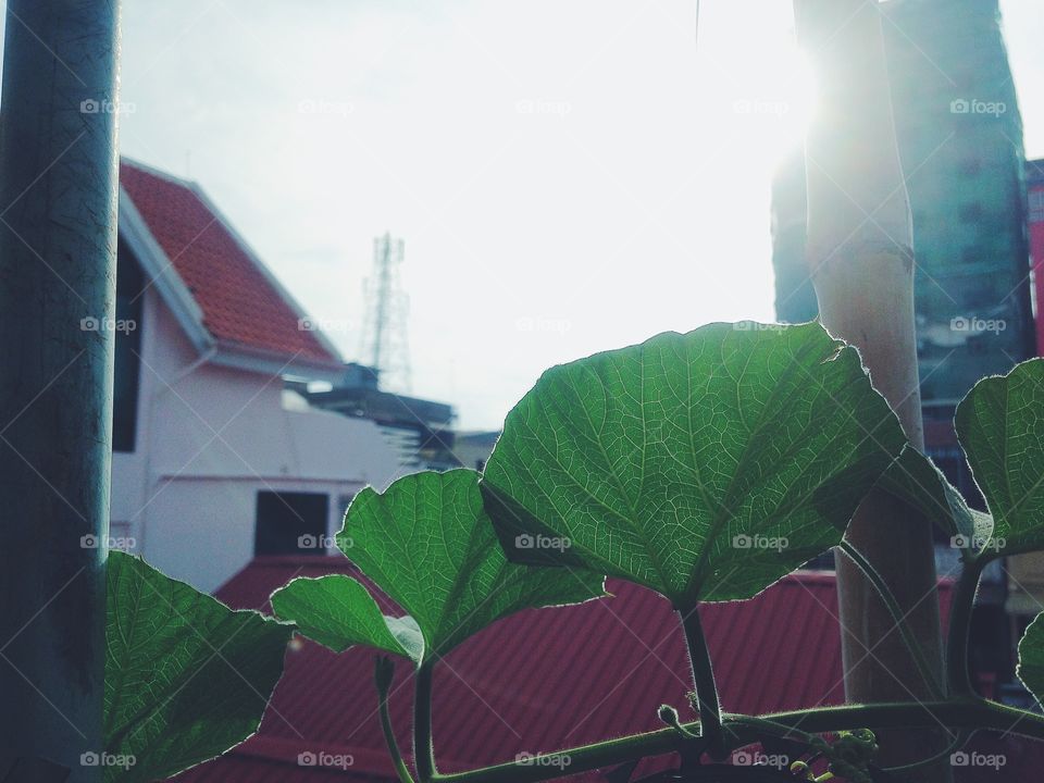 Green leaves