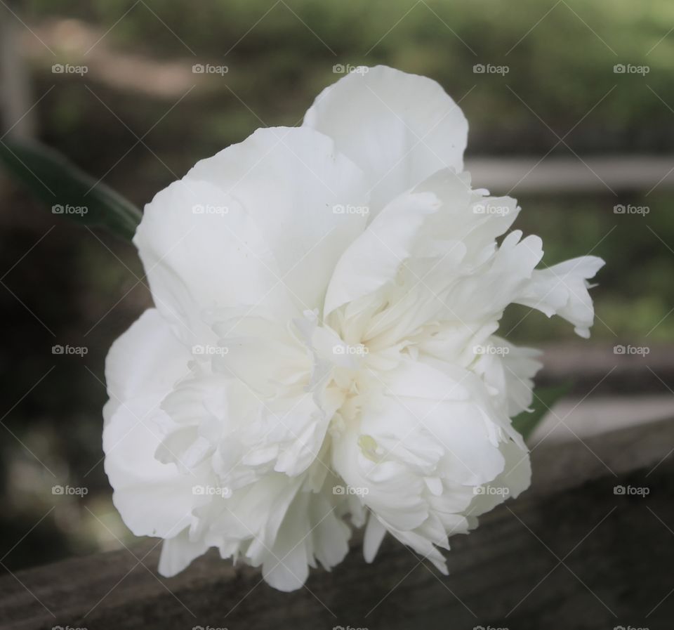 White Peony. A beautiful White Peony Bloom Spring 2015