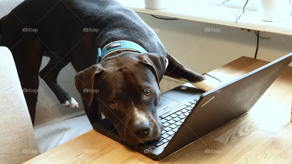 Dog working on the laptop 