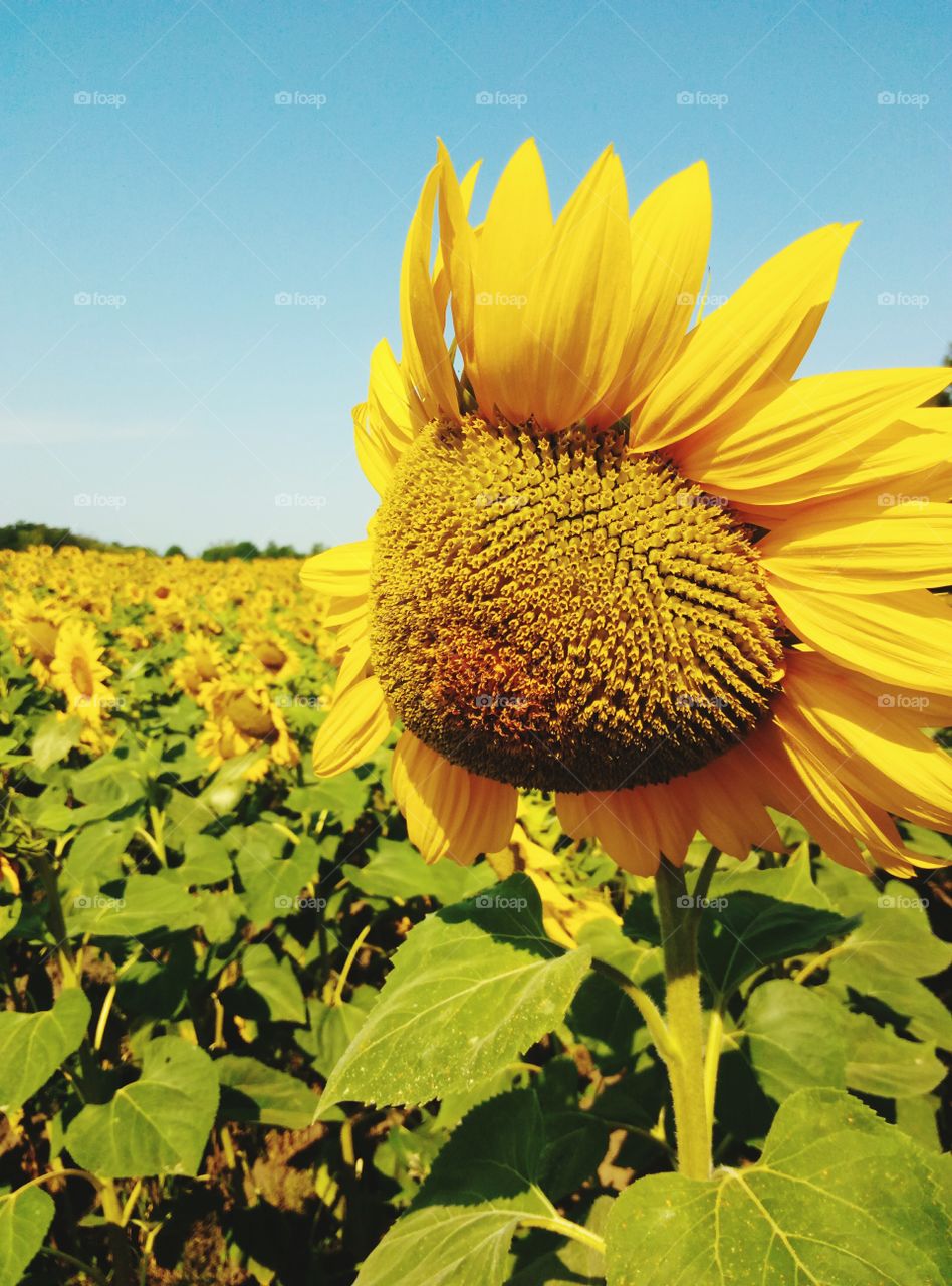 No Person, Nature, Summer, Sunflower, Flora