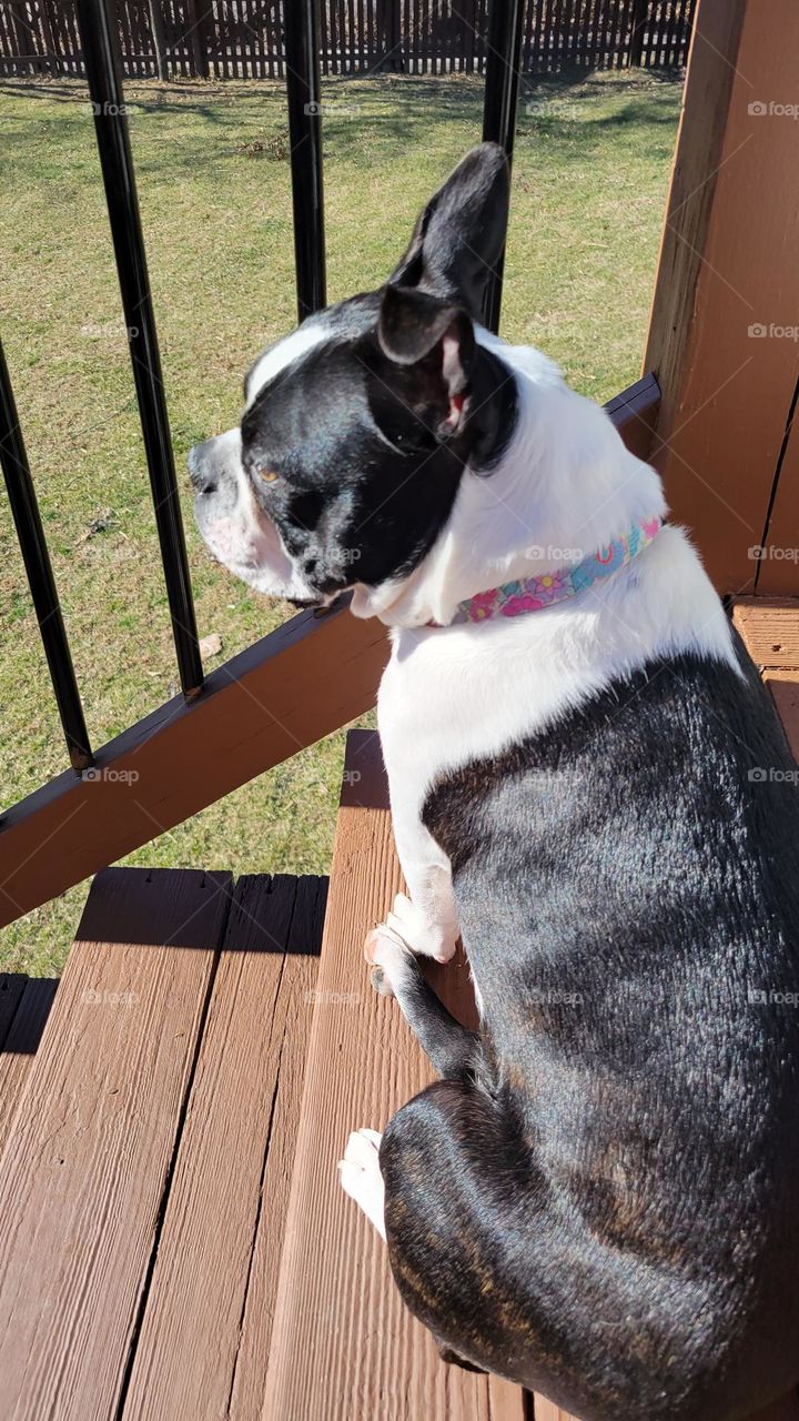 boston terrier in the sun