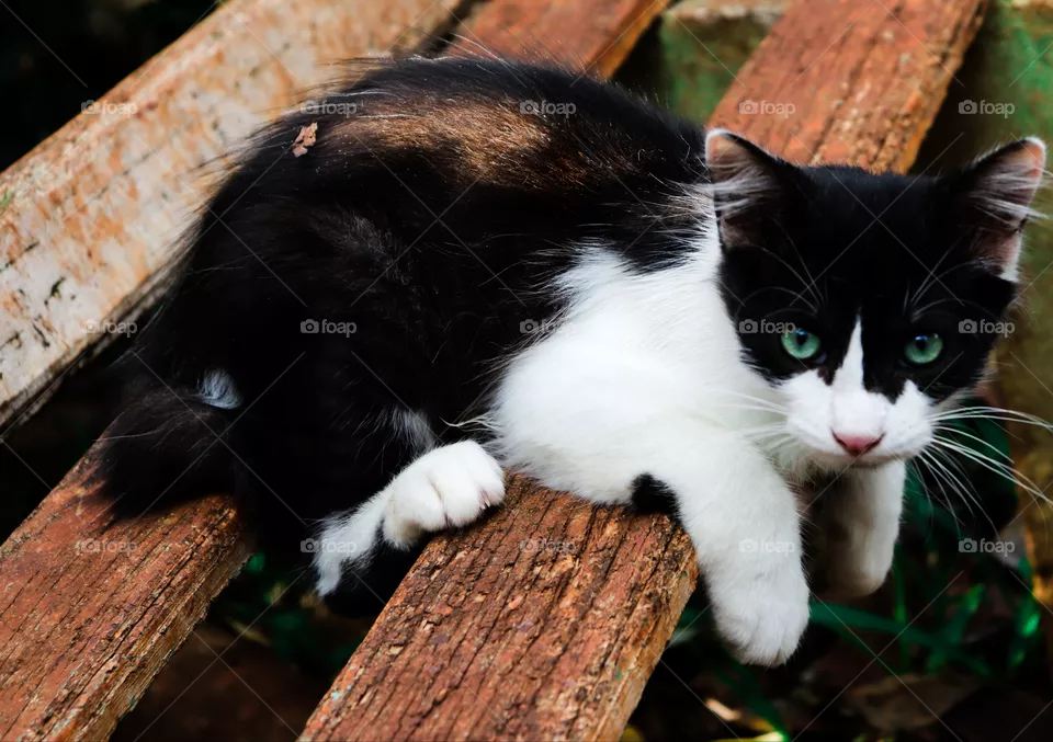 Gato.