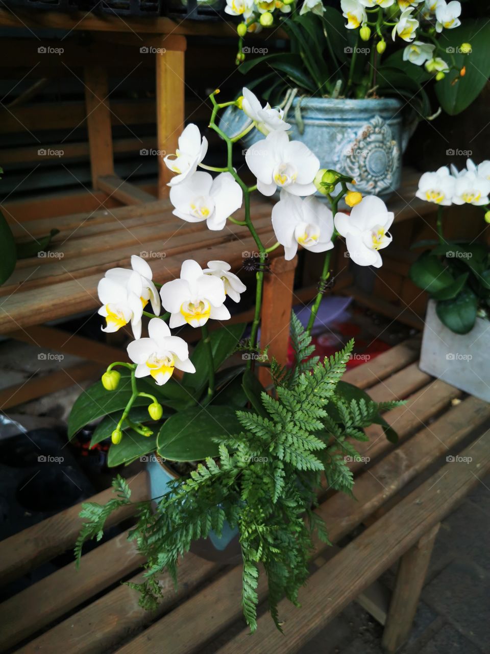 White Phalaenopsis aphrodite