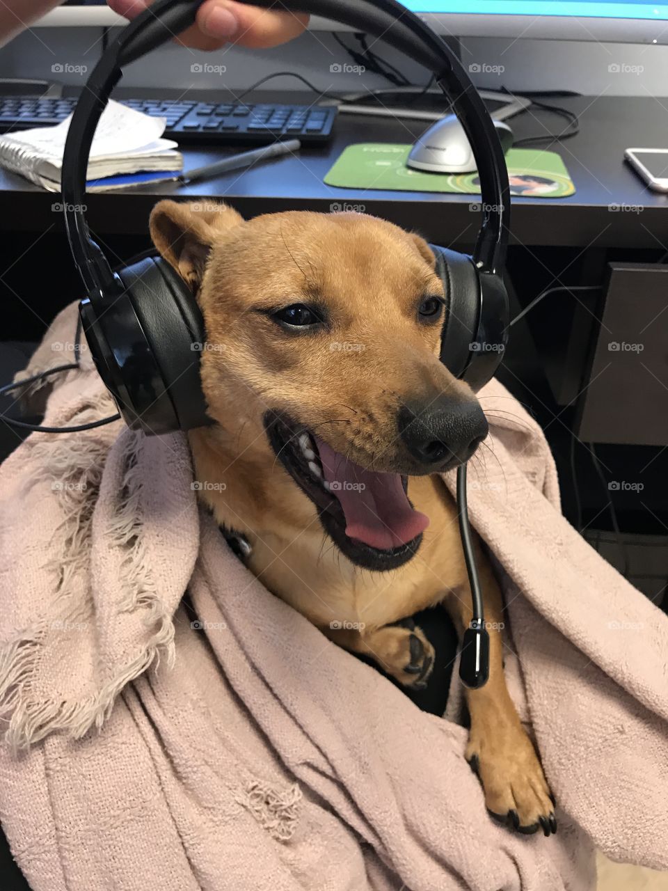Ruff day at work