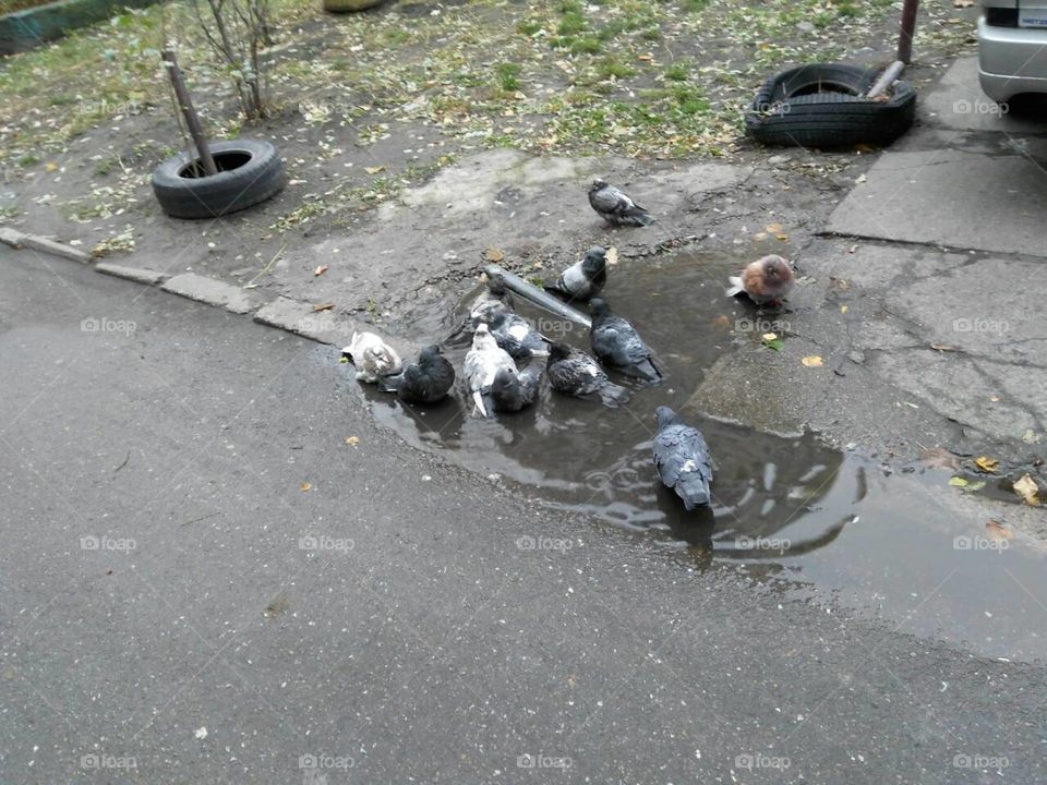 a flock of pigeons bathing in a rain puddle