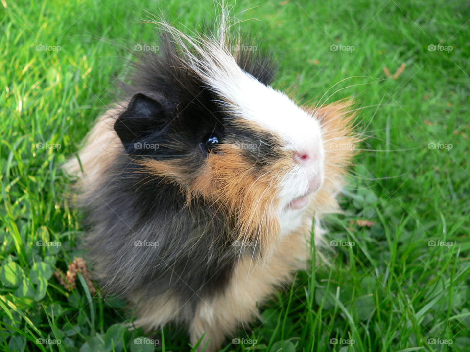 Guinea pig on grass